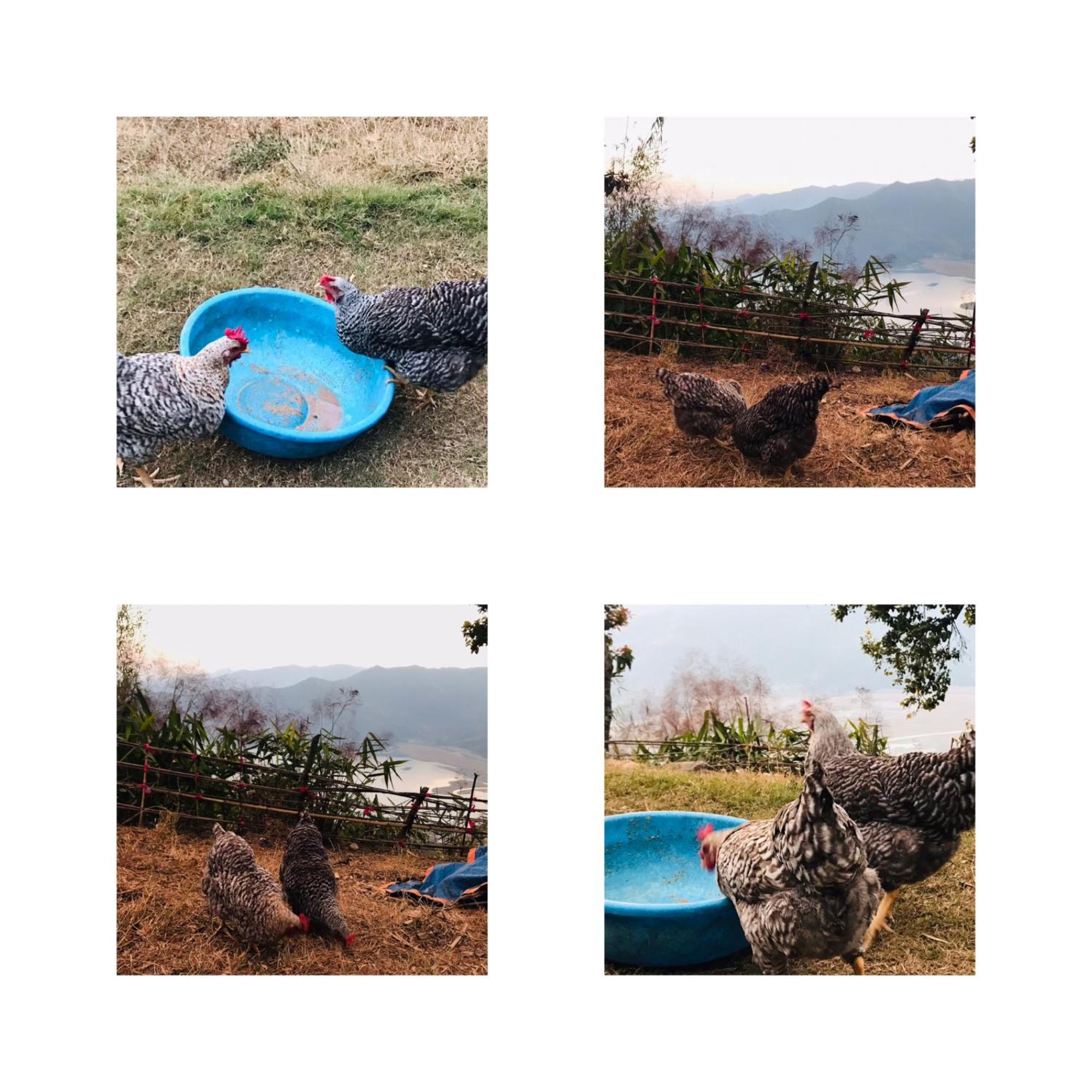 Hom'S Homestay & Farmstay Sarangkot Pokhara Exterior photo