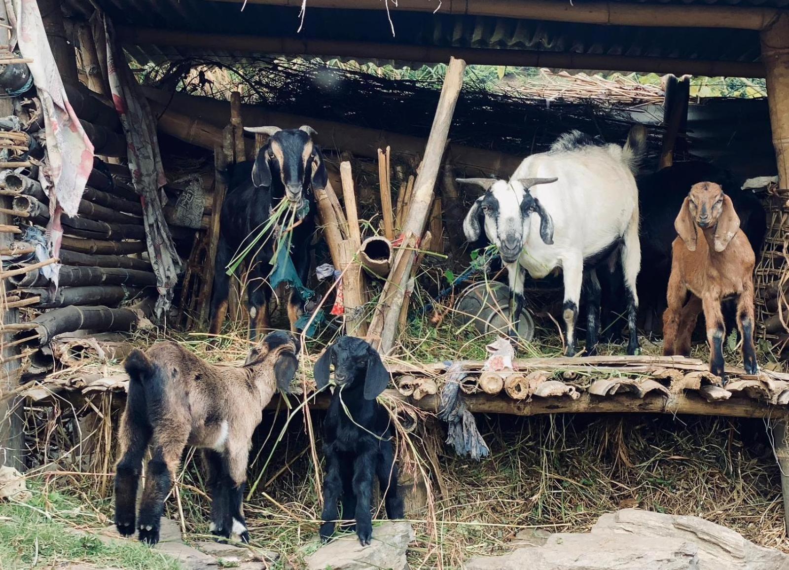 Hom'S Homestay & Farmstay Sarangkot Pokhara Exterior photo
